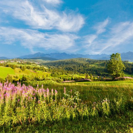 Foto de Verano montaña pueblo periferia con flores de color rosa en frente y Tatra gama detrás (Gliczarow Gorny, Polonia) - Imagen libre de derechos