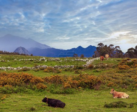 Téléchargez les photos : Troupeau de vaches sur la colline fleurie d'été avec des pierres et des buissons jaunes
. - en image libre de droit