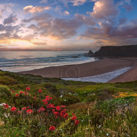 Pink sunset ocean scenery with wild  flowers blossoming on summer Odeceixe beach (Aljezur, Algarve, Portugal).