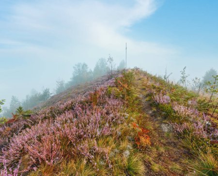 Foto de El rocío de la mañana temprano cae en el prado herboso de montaña salvaje con flores de brezo lila salvaje y telaraña
. - Imagen libre de derechos