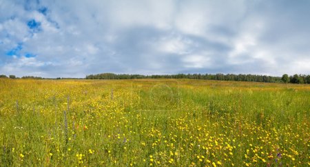 Photo for Summer meadow with blossoming wildflowers. - Royalty Free Image