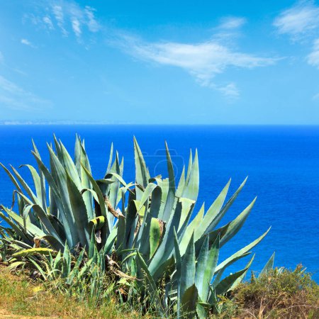 Foto de Planta de agave en la costa del mar verano
. - Imagen libre de derechos