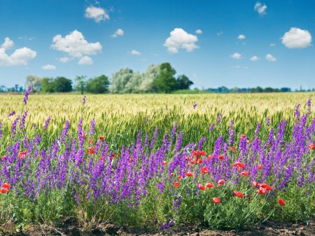 Foto de Campo de trigo de verano con hermosas flores de amapola roja y púrpura
. - Imagen libre de derechos