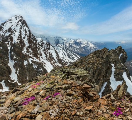 Téléchargez les photos : Vue sur la montagne depuis la station supérieure du téléski Karlesjoch (3108m, près de Kaunertal Gletscher à la frontière Autriche-Italie) avec des fleurs alpines sur le précipice et les nuages - en image libre de droit