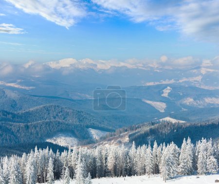 Photo for Morning winter calm mountain landscape with beautiful fir trees  on slope (Kukol Mount, Carpathian Mountains, Ukraine) - Royalty Free Image
