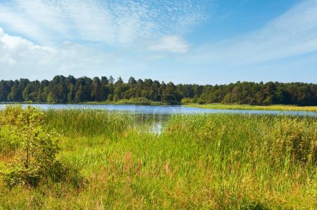 Photo for Summer rushy lake view with small grove on opposite shore - Royalty Free Image