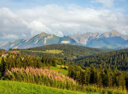 Photo for Summer evening mountain village outskirts with pink flowers in front and Tatra range behind (Gliczarow Gorny, Poland). - Royalty Free Image