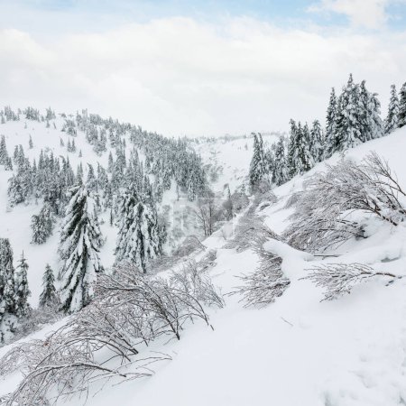 Téléchargez les photos : Sapins et buissons enneigés sur la colline d'hiver par temps nuageux
. - en image libre de droit