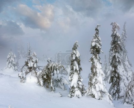 Foto de Árboles de abeto nevado inclinado en la colina de invierno en tiempo nublado brumoso. - Imagen libre de derechos