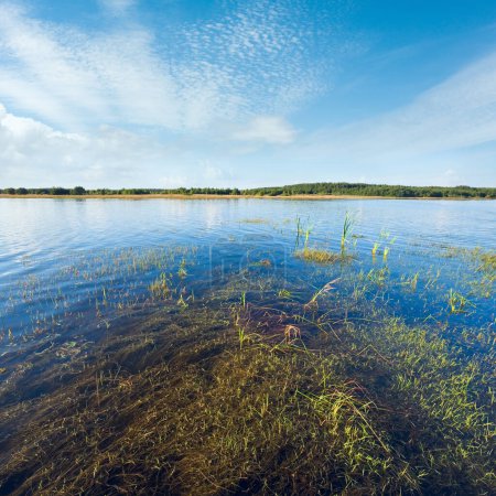 Téléchargez les photos : Vue sur le lac rushy d'été avec quelques plantes à la surface de l'eau - en image libre de droit