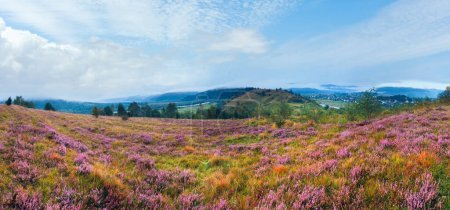 Photo for Summer misty morning country foothills view with heather flowers (Lviv Oblast, Ukraine). - Royalty Free Image