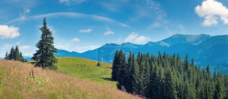 Photo for Summer mountain panorama with flowering grassland in front and  fir forest on slope (Carpathian, Ukraine). - Royalty Free Image