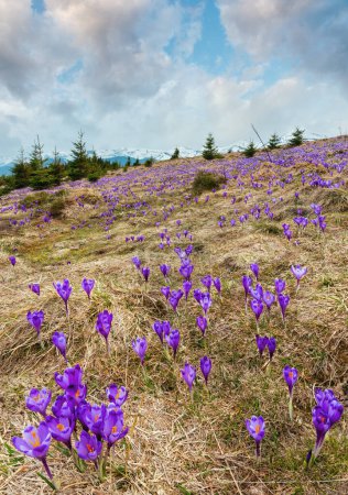 Foto de Floración colorida violeta púrpura Crocus heuffelianus (Crocus vernus) flores alpinas en primavera Valle de la meseta montañosa de los Cárpatos, Ucrania, Europa. Hermoso paisaje conceptual de primavera o principios de verano
. - Imagen libre de derechos