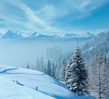 Photo for Morning winter misty mountain landscape with fir forest on slope. - Royalty Free Image
