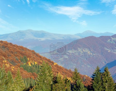 Téléchargez les photos : Paysage montagneux brumeux d'automne avec des arbres colorés sur la pente et des sapins avec des cônes devant (Carpates, Ukraine). - en image libre de droit