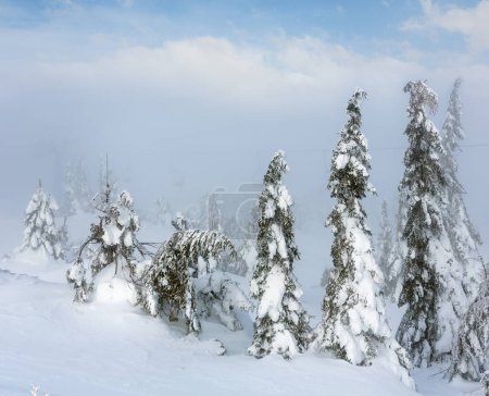 Foto de Árboles de abeto nevado inclinado en la colina de invierno en tiempo nublado brumoso (Cárpatos, Ucrania). - Imagen libre de derechos