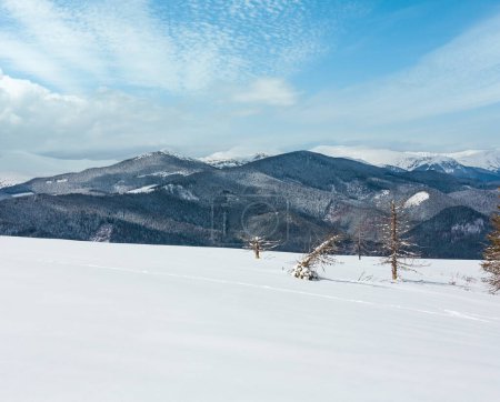 Photo for Picturesque winter mountain view from Skupova mountain slope with some withered windbreak trees. Ukraine, view to Chornohora ridge, Carpathian. - Royalty Free Image