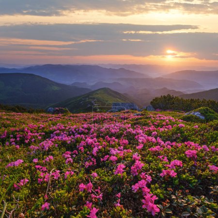 Photo for Pink rose rhododendron flowers on early morning summer mountain slope. Carpathian, Chornohora,  Ukraine. - Royalty Free Image