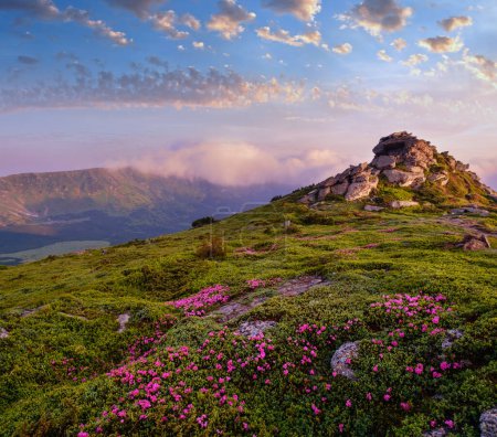 Photo for Pink rose rhododendron flowers on early morning summer misty mountain slope with clouds and fog. Carpathian, Ukraine. - Royalty Free Image