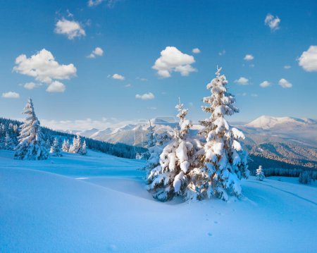 Foto de Llanta de invierno y abetos cubiertos de nieve en la ladera de la montaña (Montañas Cárpatos, Ucrania
) - Imagen libre de derechos