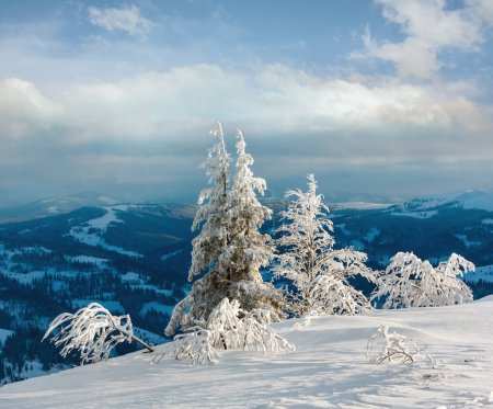 Photo for Evening winter calm mountain landscape with beautiful frosting trees and snowdrifts on slope (Carpathian Mountains, Ukraine) - Royalty Free Image