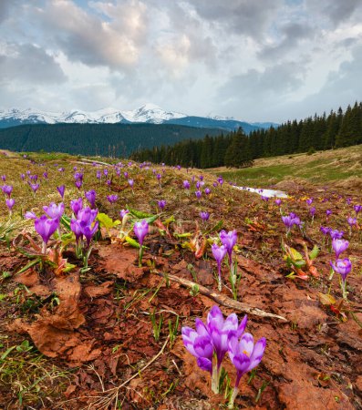 Foto de Floración colorida púrpura Crocus heuffelianus (Crocus vernus) flores alpinas en primavera Valle de la meseta montañosa de los Cárpatos, Ucrania, Europa. Hermoso paisaje conceptual de primavera o principios de verano
. - Imagen libre de derechos