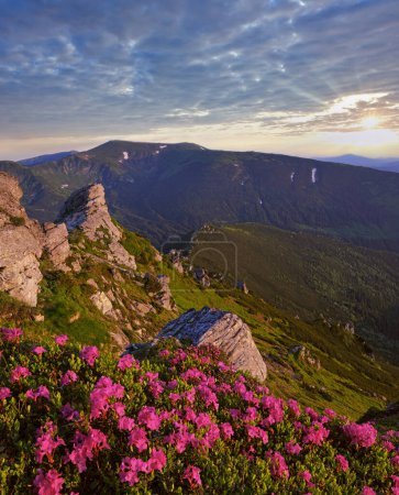Photo for Pink rose rhododendron flowers on early morning summer mountain slope, Carpathian, Chornohora, Ukraine. - Royalty Free Image