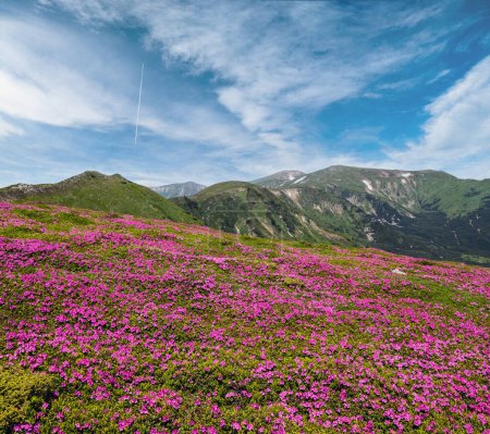 Photo for Blossoming slopes (rhododendron flowers ) of Carpathian mountains, Chornohora, Ukraine. Summer. - Royalty Free Image