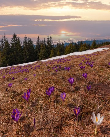 Téléchargez les photos : Violette Crocus heuffelianus (Crocus vernus) fleurs alpines au printemps vallée du plateau montagneux des Carpates, Ukraine, Europe. Sept images composites avec une profondeur de champ considérable
. - en image libre de droit
