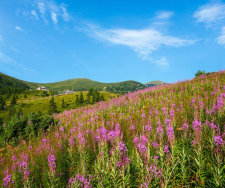 Téléchargez les photos : Floraison rose Sally et fleurs jaunes hypericum sur la pente montagneuse d'été. De loin - Pozhyzhevska les stations météorologiques et botaniques (le bâtiment a été construit en 1901), la crête de Chornohora, les Carpates, l'Ukraine. - en image libre de droit