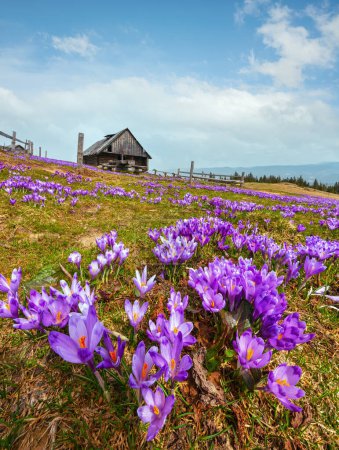 Téléchargez les photos : Floraison de fleurs alpines violettes Crocus heuffelianus (vernus) sur le plateau montagneux des Carpates, Ukraine. Image composite verticale haute résolution avec une profondeur de champ considérable
. - en image libre de droit