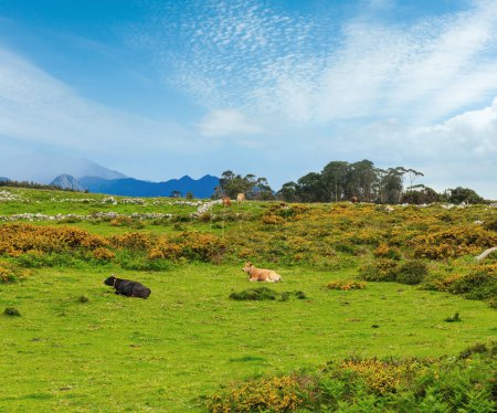Foto de Rebaño de vacas en la colina floreciente de verano con piedras y arbustos amarillos
. - Imagen libre de derechos