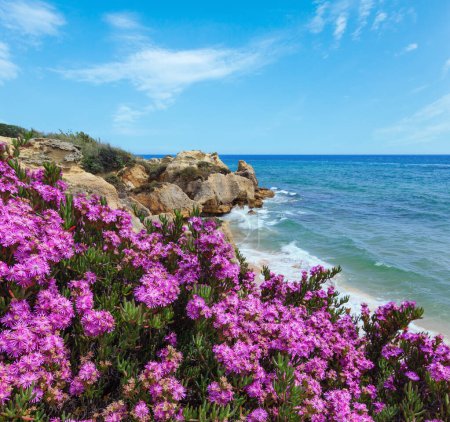Foto de Verano floreciente Vista de la costa rocosa atlántica con flores moradas (Algarve, Portugal
). - Imagen libre de derechos
