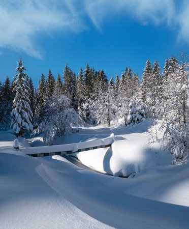 Foto de Montaña alpina nevado bosque de abeto de invierno con ventisqueros y pequeño arroyo congelado - Imagen libre de derechos