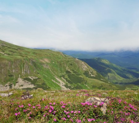 Photo for Rhododendron flowers and barbed wire on place of first world war operationson in summer mountainside (Ukraine, Carpathian Mountains) - Royalty Free Image