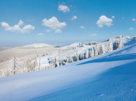 Photo for Winter rime and snow covered fir trees on mountainside (Carpathian Mountains, Ukraine) - Royalty Free Image
