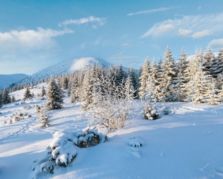 Foto de Paisaje de montaña de invierno con abetos cubiertos de nieve a la luz del amanecer - Imagen libre de derechos