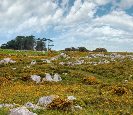 Foto de Rebaño de vacas en la colina floreciente de verano con piedras y flores amarillas
. - Imagen libre de derechos