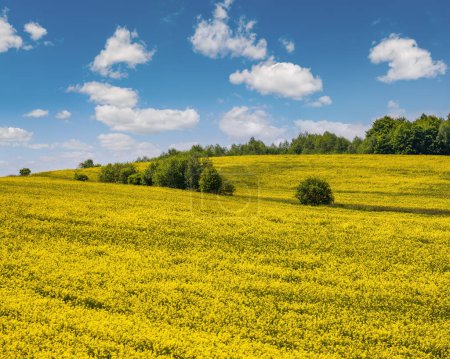 Photo for Spring rapeseed yellow blooming fields panoramic view, blue sky with clouds in sunlight. Natural seasonal, good weather, climate, eco, farming, countryside beauty concept. - Royalty Free Image