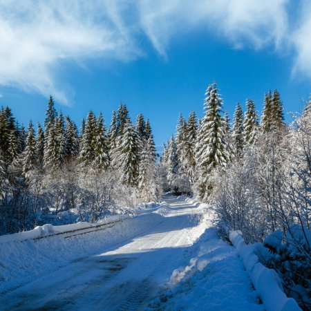 Téléchargez les photos : Campagne secondaire route alpine menant à un hameau de montagne isolé à travers une forêt de sapins neigeux, des dérives de neige et une clôture en bois sur le bord de la route - en image libre de droit