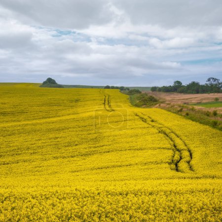 Photo for Spring yellow flowering rapeseed fields, ground road, cloudy sky and green hills. Natural seasonal, eco, farming, rural countryside beauty concept background. - Royalty Free Image
