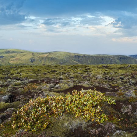 Foto de Escénicos campos de lava verde otoñal cerca del cañón Fjadrargljufur en Islandia. Musgo verde sobre piedras volcánicas de lava. Crecimiento único de los campos de lava después de la erupción del volcán Laki. - Imagen libre de derechos