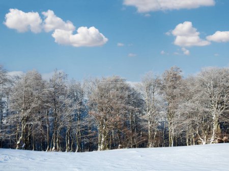 Foto de Octubre borde del bosque de haya de montaña y la primera nieve de invierno - Imagen libre de derechos
