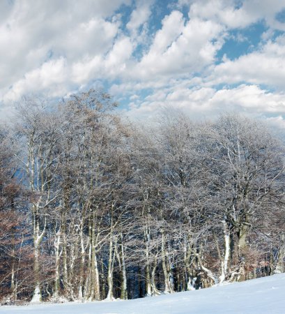Foto de Octubre borde del bosque de hayas de montaña y la primera nieve de invierno. Dos disparos puntada imagen
. - Imagen libre de derechos