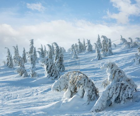 Foto de Helados abetos nevados en la colina de invierno por la mañana en un clima nublado y brumoso
. - Imagen libre de derechos