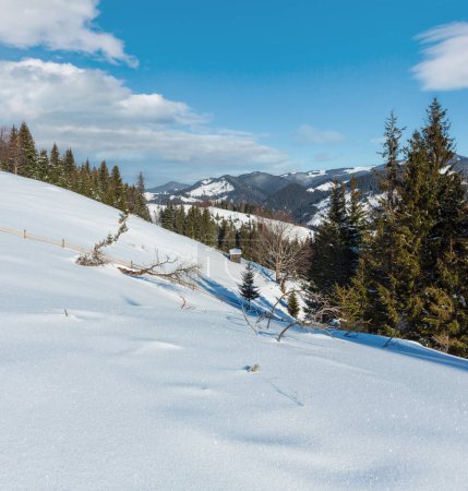 Foto de Invierno mañana pintoresca cima de la colina de montaña con la nieve de granja cubierta y algunos árboles secos cortavientos (Ucrania, Montañas Cárpatos, tranquilidad tranquila aldea Dzembronya zonas rurales
) - Imagen libre de derechos