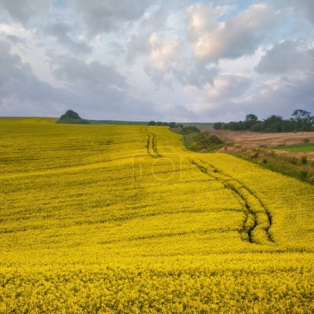 Photo for Spring yellow flowering rapeseed fields, ground road, cloudy sky and green hills. Natural seasonal, eco, farming, rural countryside beauty concept background. - Royalty Free Image