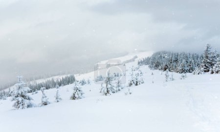 Téléchargez les photos : Paysage de montagne calme d'hiver avec chutes de neige (mont Kukol, montagnes des Carpates, Ukraine
) - en image libre de droit