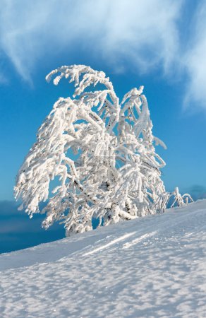 Foto de Hermoso invierno cubierto de nieve y rime árbol de glaseado en la ladera de la montaña con ventisqueros sobre fondo cielo azul (Montaña de los Cárpatos, Ucrania
) - Imagen libre de derechos