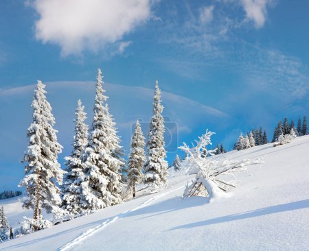 Téléchargez les photos : Rime hivernale et sapins enneigés à flanc de montagne (Carpates, Ukraine
) - en image libre de droit
